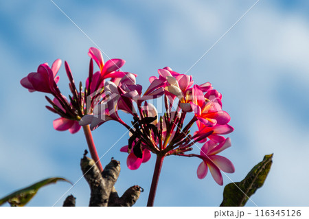 Blooming Red Frangipani Flowers on a bright blue sky background Blooming Red Frangipani Flowers on a bright blue sky background 116345126