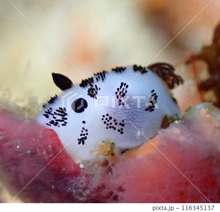 ブチウミウシ 116345137