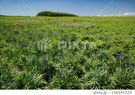 根室市北方原生花園 116345729