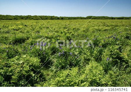 根室市北方原生花園 116345741