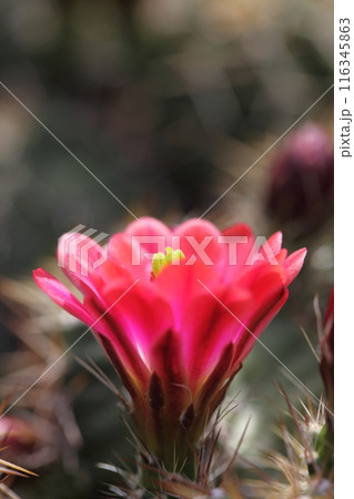 ローマ蝦・多肉植物の花 116345863