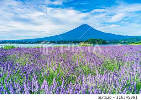 【山梨県】河口湖のラベンダーと富士山 116345961