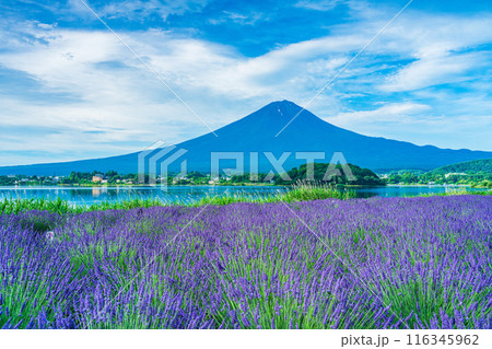 【山梨県】河口湖のラベンダーと富士山 【山梨県】河口湖のラベンダーと富士山 116345962