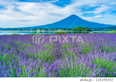 【山梨県】河口湖のラベンダーと富士山 116345972