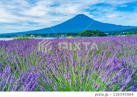 【山梨県】河口湖のラベンダーと富士山 116345984