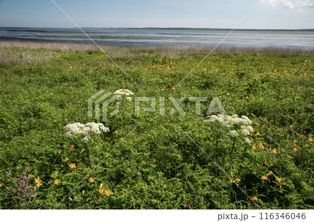 野付半島の原生花園 野付半島の原生花園 116346046