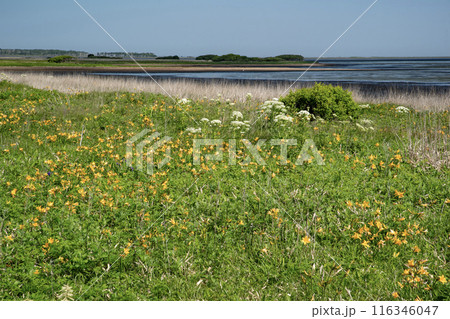 野付半島の原生花園 野付半島の原生花園 116346047