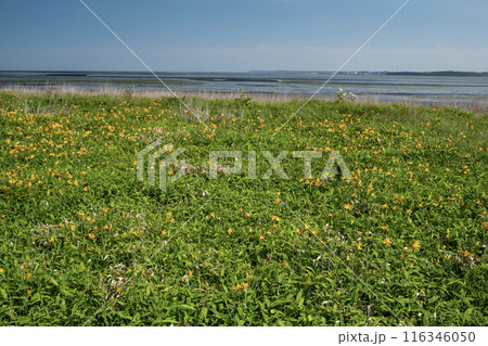 野付半島の原生花園 野付半島の原生花園 116346050