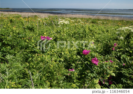 野付半島の原生花園 116346054