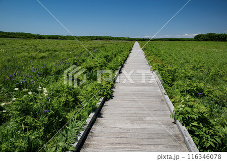 根室市北方原生花園 116346078