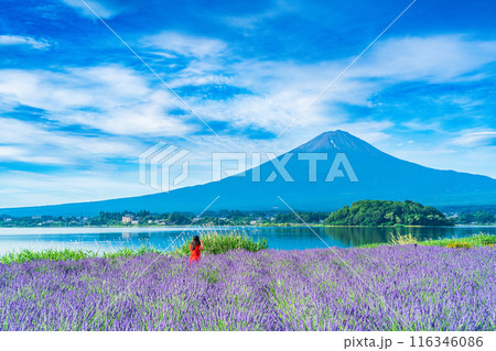 【山梨県】河口湖・湖畔のラベンダーと富士山 【山梨県】河口湖・湖畔のラベンダーと富士山 116346086