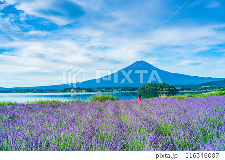 【山梨県】河口湖・湖畔のラベンダーと富士山 【山梨県】河口湖・湖畔のラベンダーと富士山 116346087