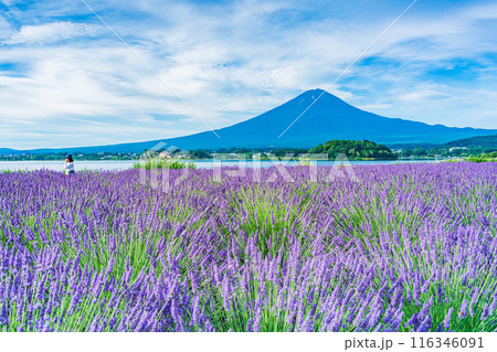 【山梨県】河口湖・湖畔のラベンダーと富士山 【山梨県】河口湖・湖畔のラベンダーと富士山 116346091