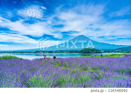 【山梨県】河口湖・湖畔のラベンダーと富士山 116346092