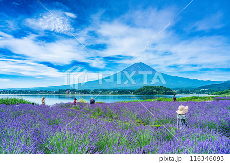 【山梨県】河口湖・湖畔のラベンダーと富士山 116346093
