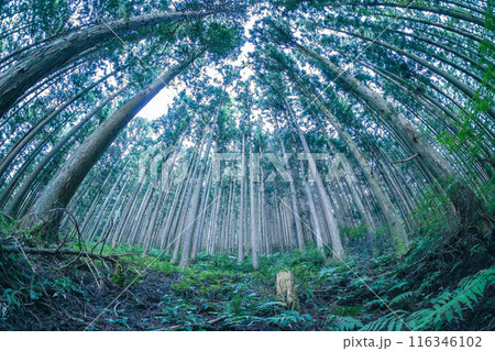 山の中の森林 環境 魚眼レンズ 山の中の森林 環境 魚眼レンズ 116346102