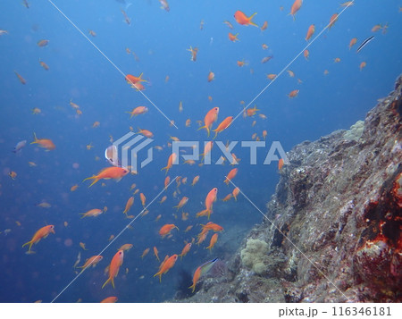 青い海の中を泳ぐ赤い魚のキンギョハナダイの群れ 青い海の中を泳ぐ赤い魚のキンギョハナダイの群れ 116346181