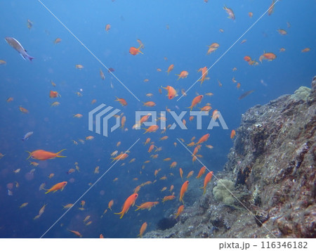 青い海の中を泳ぐ赤い魚のキンギョハナダイの群れ 116346182