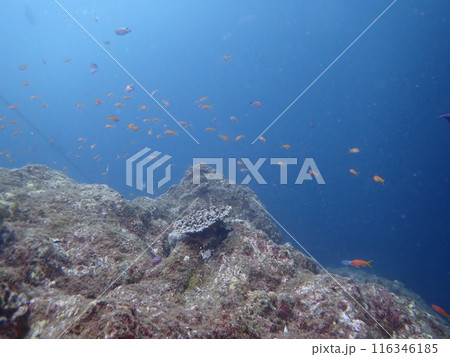 青い海の中を泳ぐ赤い魚のキンギョハナダイの群れ 116346185