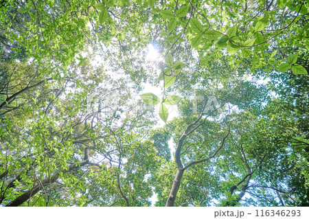 新緑の森に差し込む光 116346293