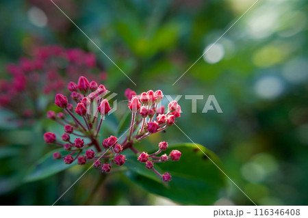 5月3日、カルミアの蕾が膨らむ。花言葉は「大きな希望」「さわやかな笑顔」 116346408