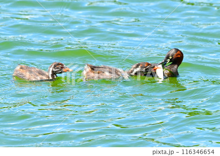 幼鳥にエサをあげるカイツブリの親鳥 幼鳥にエサをあげるカイツブリの親鳥 116346654