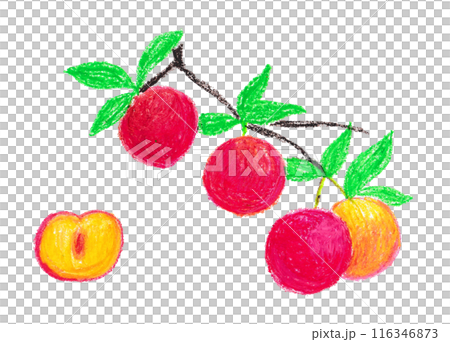 李子的插圖 116346873