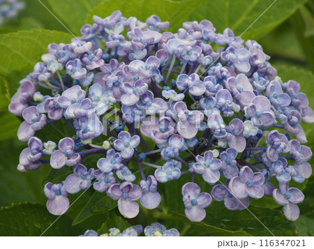 雨に濡れた紫陽花 116347021
