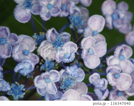 雨に濡れたアジサイの花 雨に濡れたアジサイの花 116347040