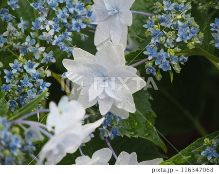 青いガクアジサイ 青いガクアジサイ 116347068