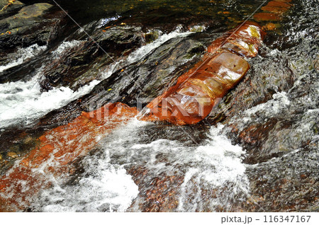 赤苔で赤褐色に染まった蛇石 116347167