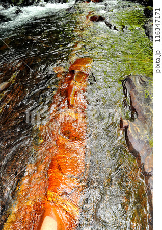 赤苔で赤褐色に染まった蛇石 116347171