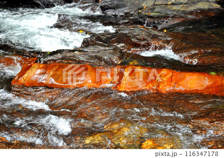 赤苔で赤褐色に染まった蛇石 116347178