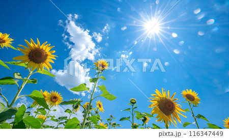 真夏の空に元気よく咲くひまわりの花を下から見上げるアングルで描いたリアルイラスト 116347449
