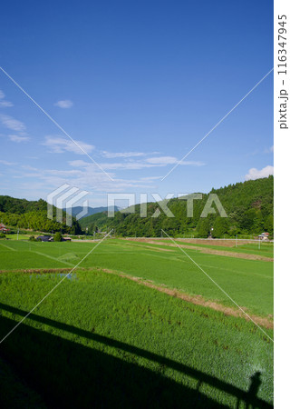 農村風景夏 青空 緑に輝く稲の葉 三河内の棚田 夢街道ルネサンス比和ゆめ街道 農村風景夏 青空 緑に輝く稲の葉 三河内の棚田 夢街道ルネサンス比和ゆめ街道 116347945