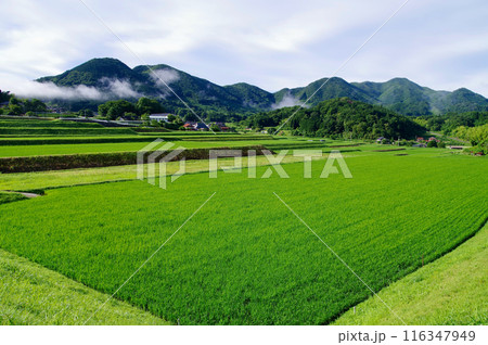 農村風景夏　緑に輝く稲の葉　三河内の棚田　夢街道ルネサンス比和ゆめ街道 116347949
