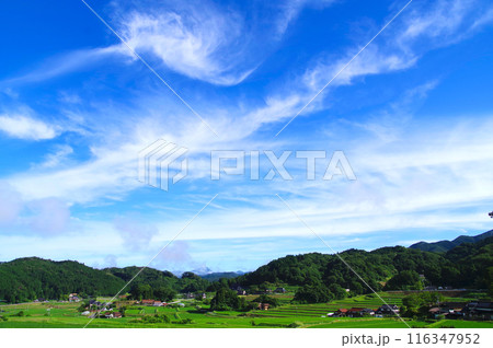 農村風景夏　青空　雲　緑に輝く稲の葉　三河内の棚田　夢街道ルネサンス比和ゆめ街道 116347952