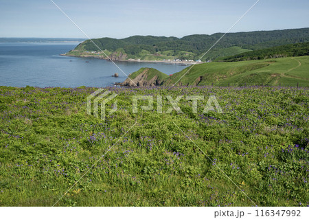 厚岸のアヤメが原 116347992