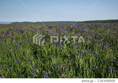 厚岸のアヤメが原 116348009