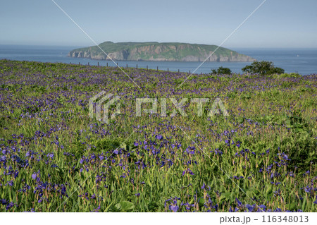 厚岸のアヤメが原 厚岸のアヤメが原 116348013