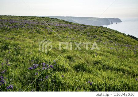 厚岸のアヤメが原 116348016
