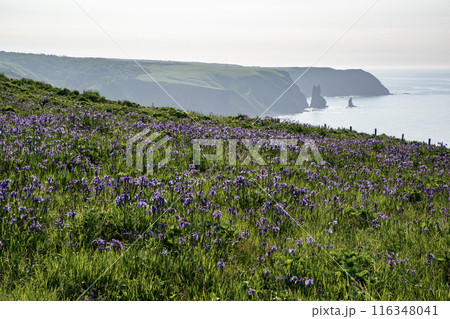 厚岸のアヤメが原 116348041