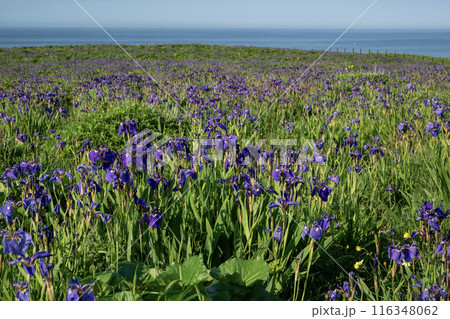 厚岸のアヤメが原 厚岸のアヤメが原 116348062