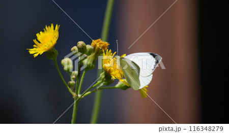 Large white cabbage butterfly on yellow flowers in a natural setting Large white cabbage butterfly on yellow flowers in a natural setting 116348279