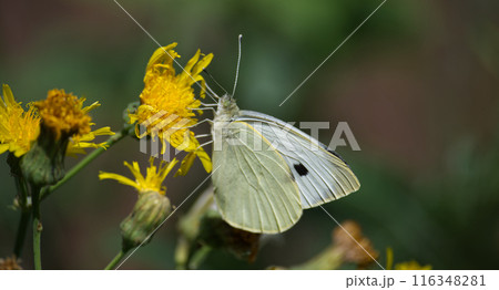 Closeup of large white butterfly on yellow flowers, also known as cabbage butterfly or cabbage white 116348281