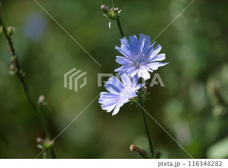 Common chicory, Cichorium intybus plant with delicate blue flower in natural habitat 116348282