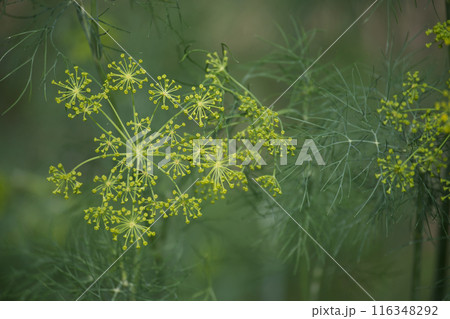Close-up of yellow dill flower cluster in a garden 116348292