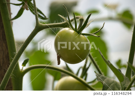 Green tomato growing on a vine in a garden with lush green leaves 116348294