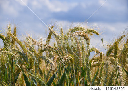 Close-up shot of wheat field under blue sky with clouds 116348295