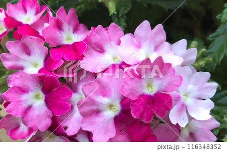 ピンクの紫陽花 ピンクの紫陽花 116348352
